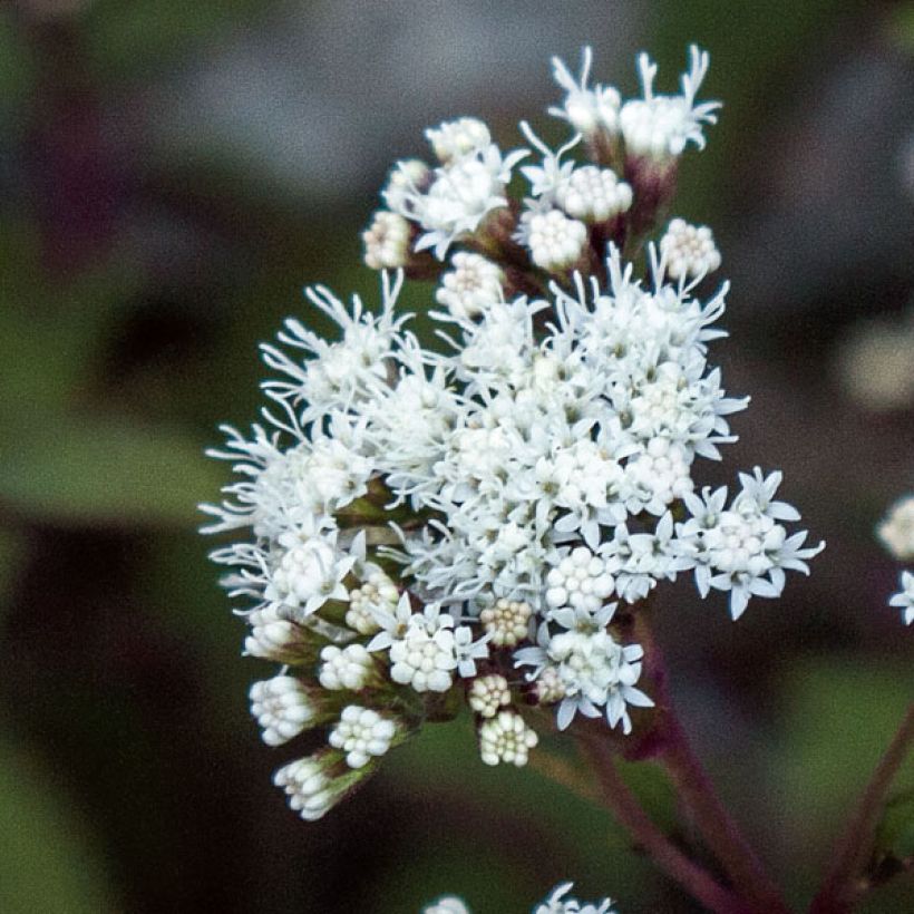 Eupatorium rugosum Chocolate (Flowering)