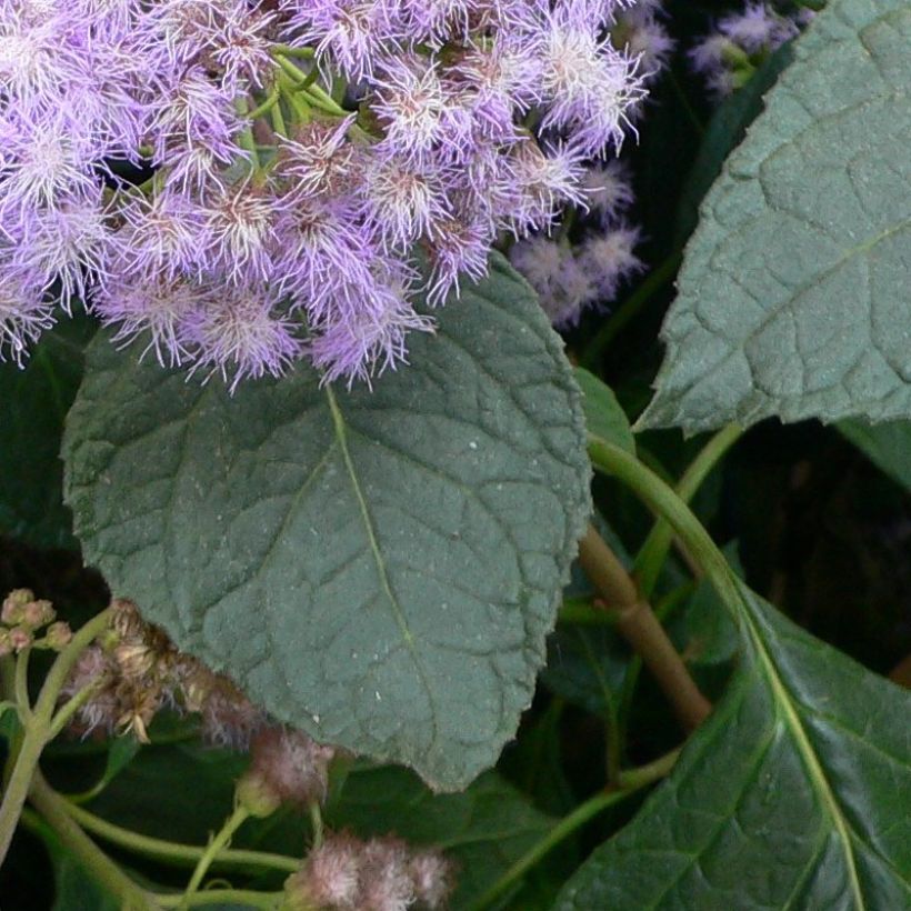 Eupatorium sordidum (Foliage)