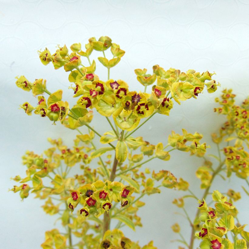 Euphorbia martinii Ascot Rainbow - Spurge (Flowering)