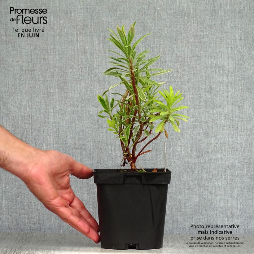 Euphorbia martinii Ascot Rainbow - Spurge 1.5L/2L pot sample as delivered in summer