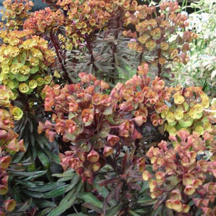 Euphorbia characias Black Bird - Spurge (Plant habit)