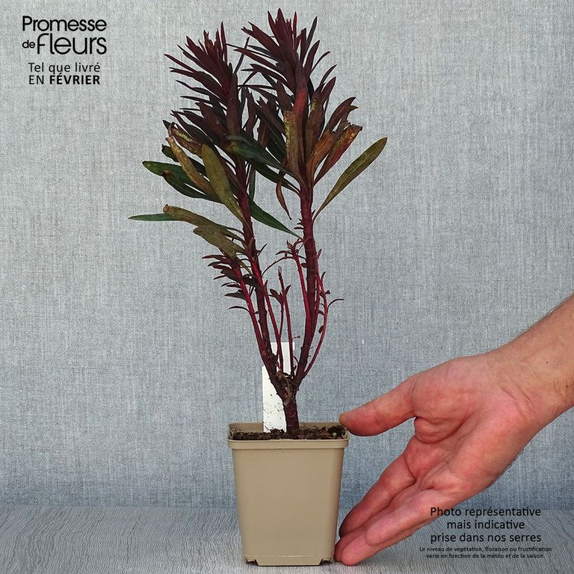 Euphorbia characias Black Bird - Spurge 8/9 cm pot sample as delivered in autumn