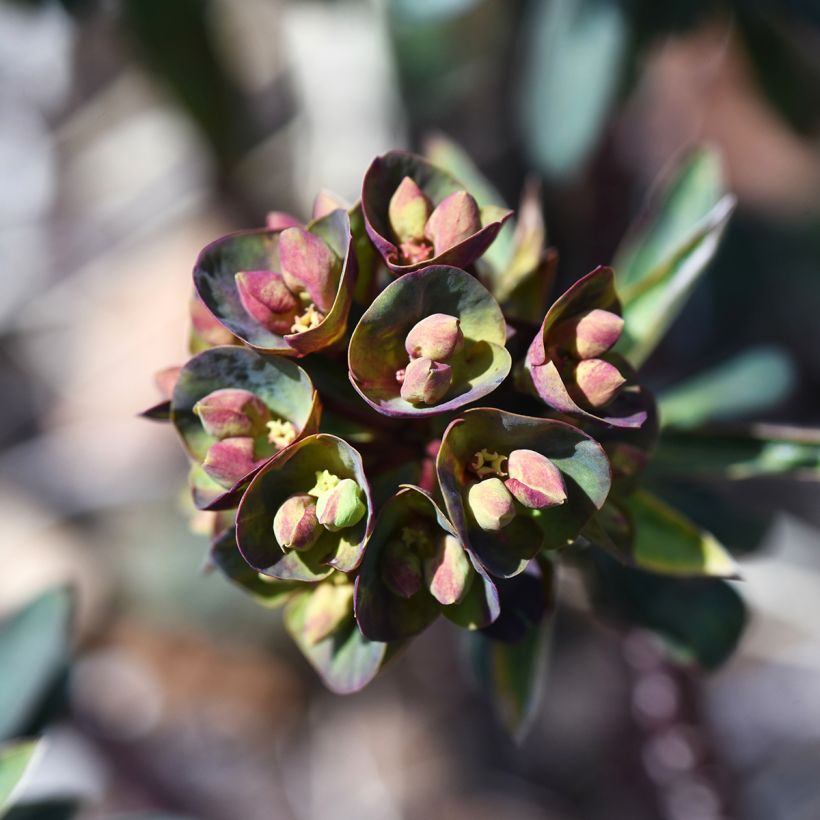 Euphorbia characias Black Bird - Spurge (Flowering)
