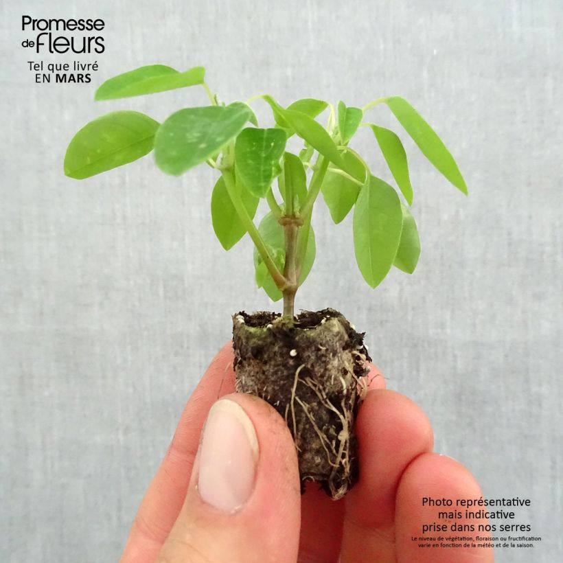 Euphorbia Diamond Frost Plug plant 1.5/2.5 cm sample as delivered in spring