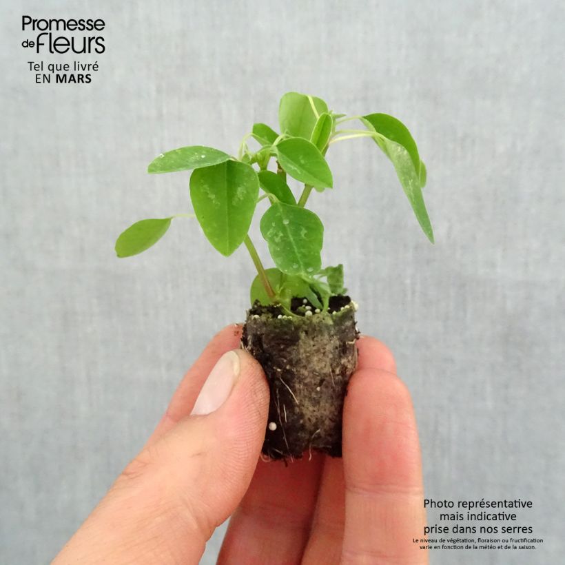 Euphorbia hypericifolia Diamond Snow - Spurge Plug plant 1.5/2.5 cm sample as delivered in spring