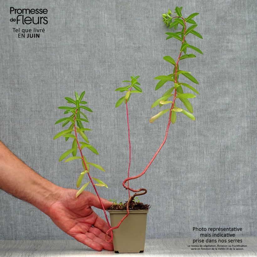 Euphorbia cornigera - Spurge 8/9 cm pot sample as delivered in summer