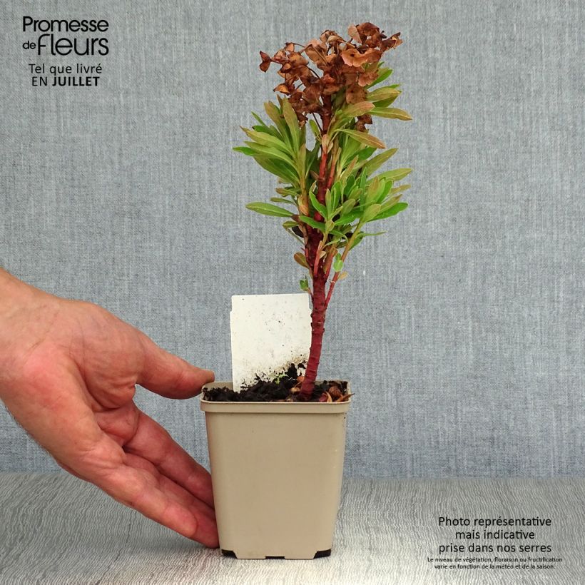 Euphorbia pseudovirgata Redwing Charam - Spurge 8/9 cm pot sample as delivered in summer