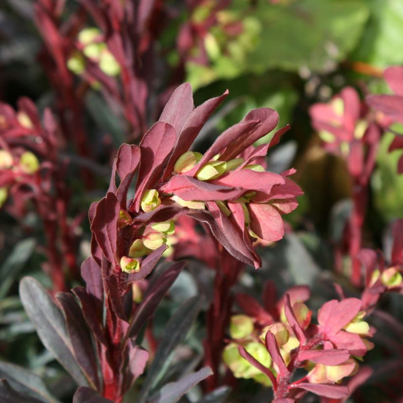 Euphorbia amygdaloides Purpurea - Spurge (Flowering)