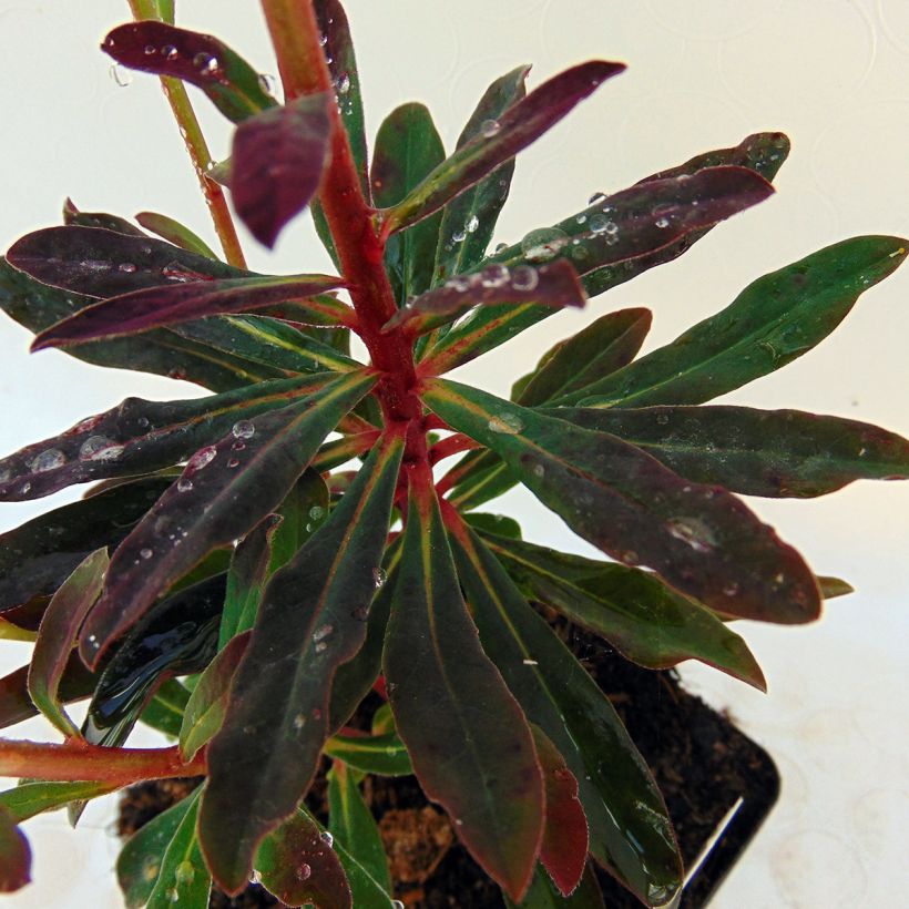 Euphorbia amygdaloides Purpurea - Spurge (Foliage)