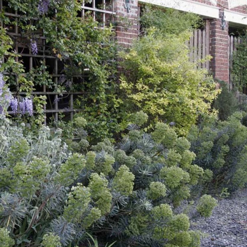 Euphorbia characias subsp. characias - Spurge (Plant habit)