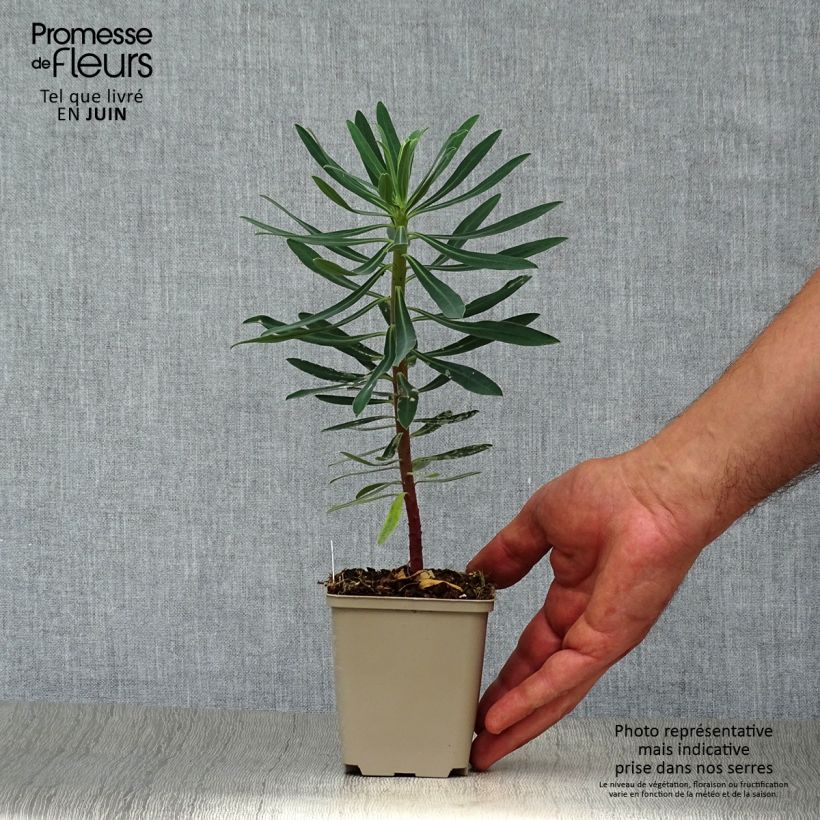 Euphorbia characias Black Pearl - Spurge 8/9 cm pot sample as delivered in summer