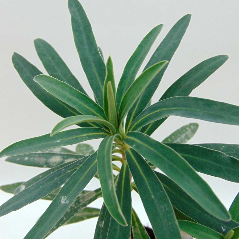 Euphorbia characias Blue Wonder - Spurge (Foliage)