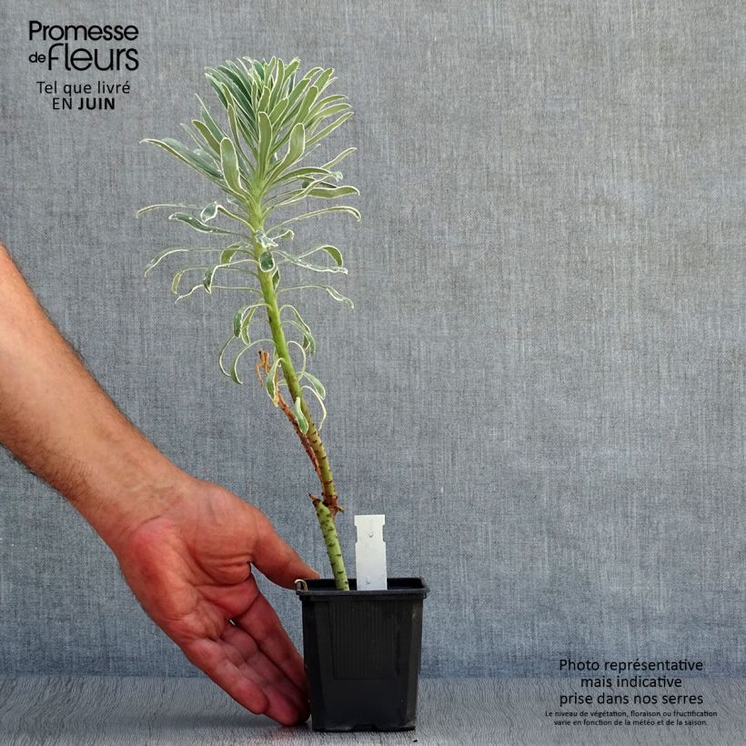 Euphorbia characias Glacier Blue - Spurge 8/9 cm pot sample as delivered in summer