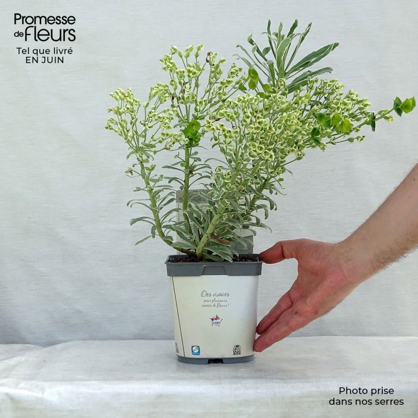 Euphorbia characias Glacier Blue - Spurge 1.5L/2L pot sample as delivered in summer