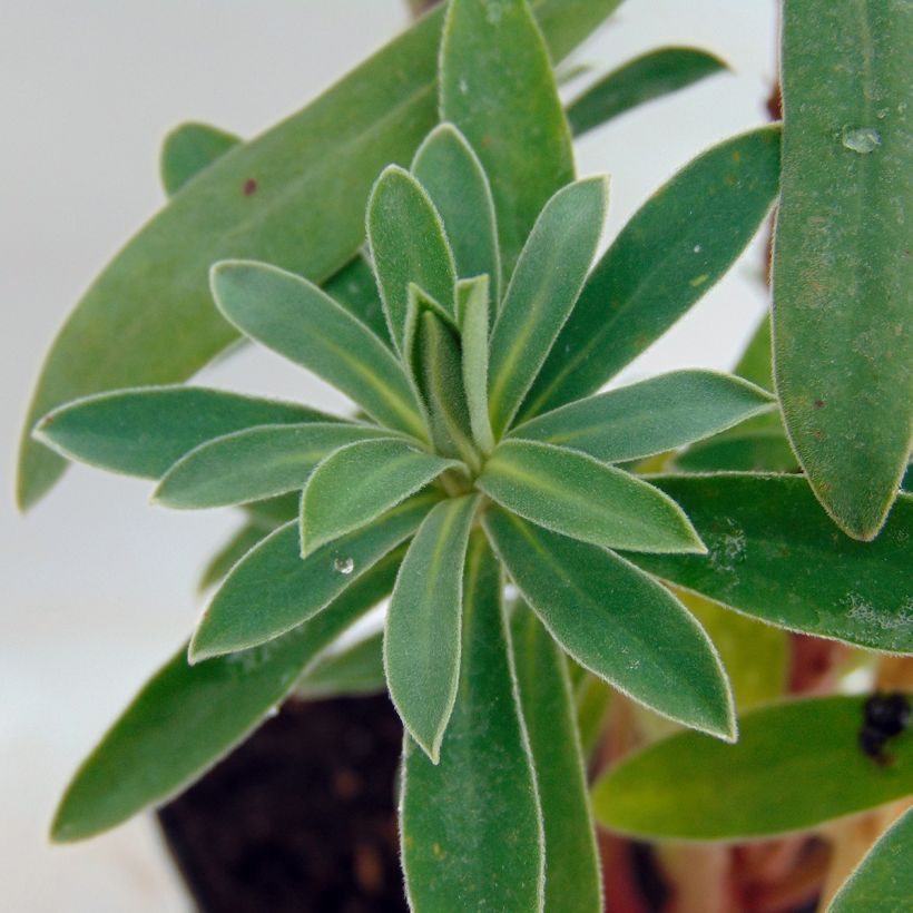 Euphorbia characias Humpty Dumpty - Spurge (Foliage)