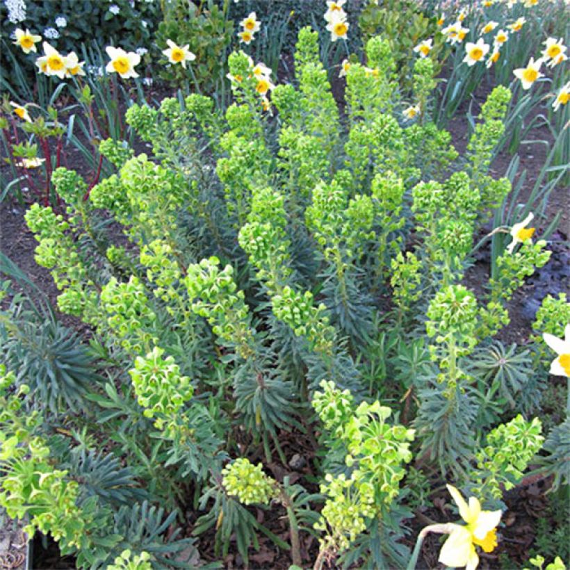 Euphorbia characias Humpty Dumpty - Spurge (Flowering)