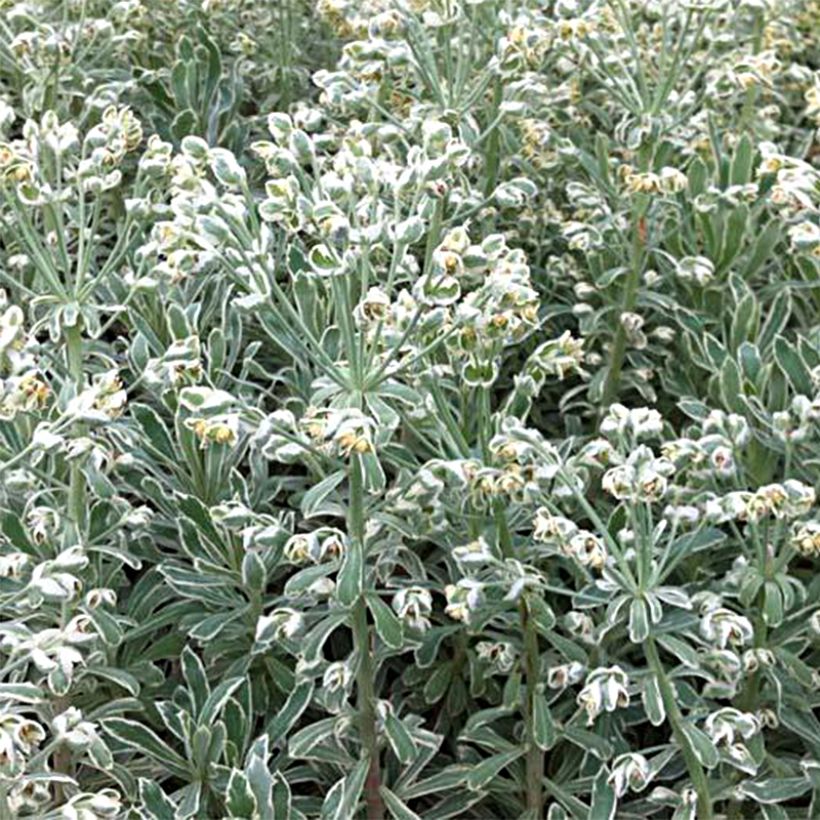 Euphorbia characias Wilcott - Spurge (Plant habit)
