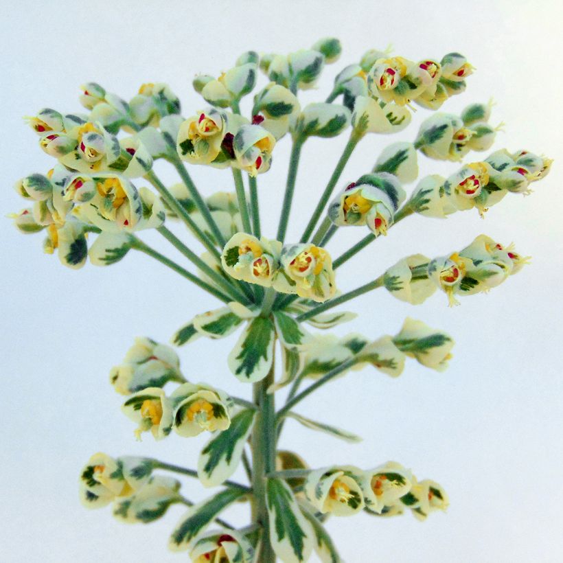 Euphorbia characias Wilcott - Spurge (Flowering)