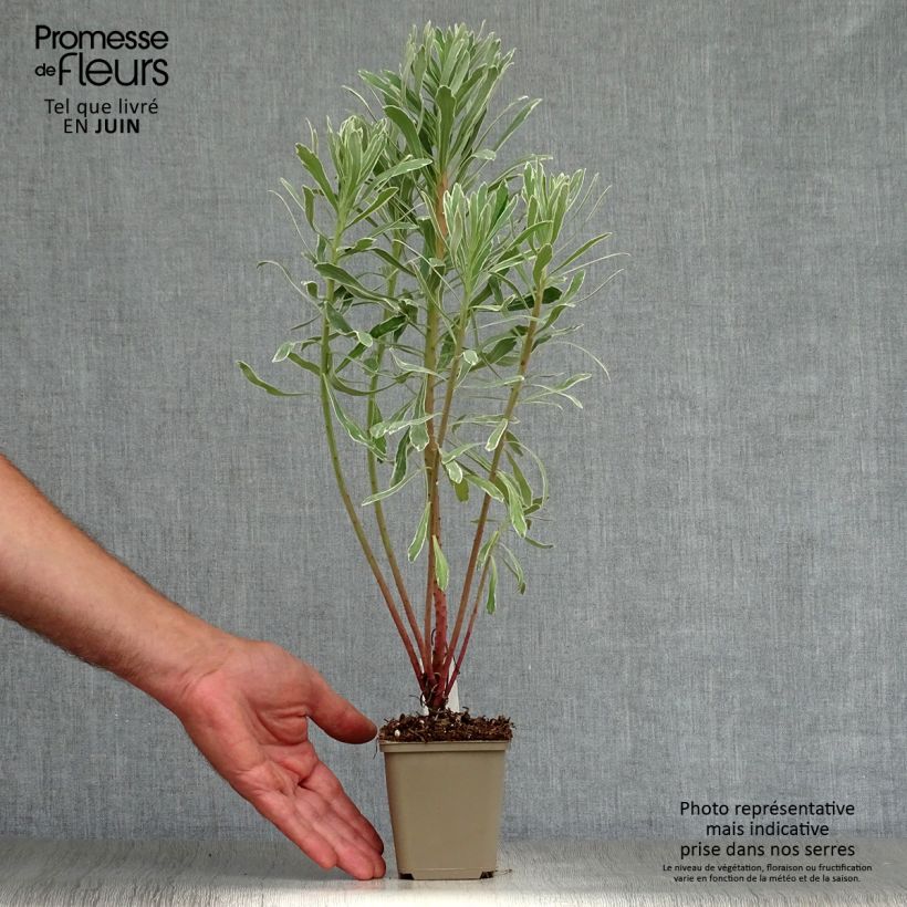 Euphorbia characias Wilcott - Spurge 8/9 cm pot sample as delivered in summer