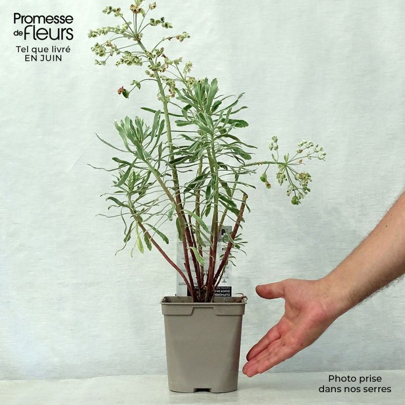 Euphorbia characias Wilcott - Spurge 2L/3L pot sample as delivered in summer