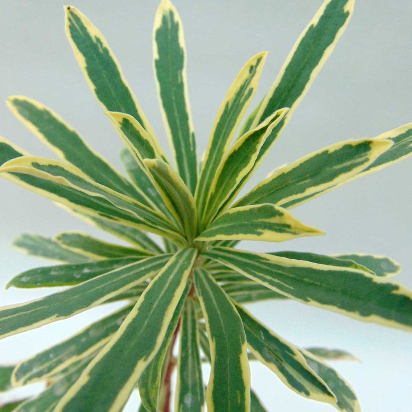 Euphorbia characias Wilcott - Spurge (Foliage)