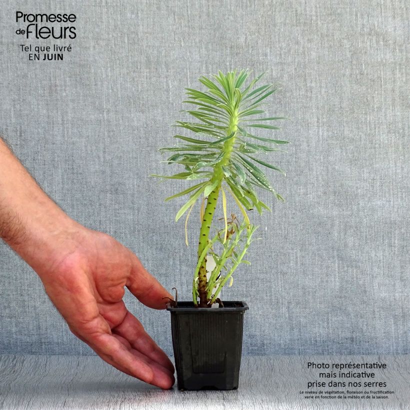 Euphorbia characias subsp. wulfenii - Spurge 8/9 cm pot sample as delivered in summer