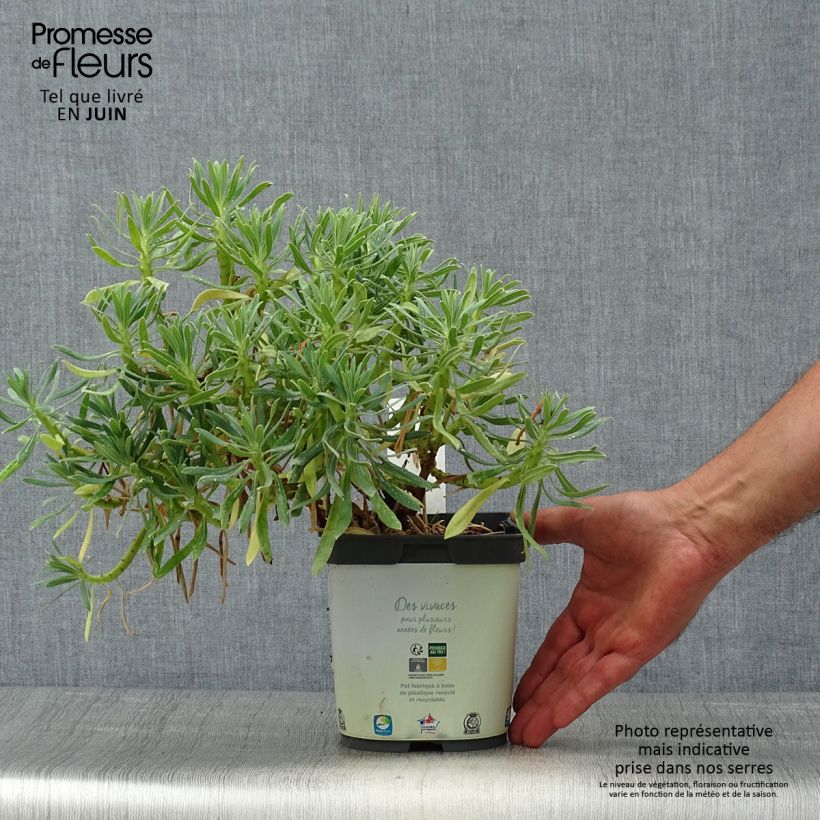 Euphorbia characias subsp. wulfenii - Spurge 2L/3L pot sample as delivered in summer