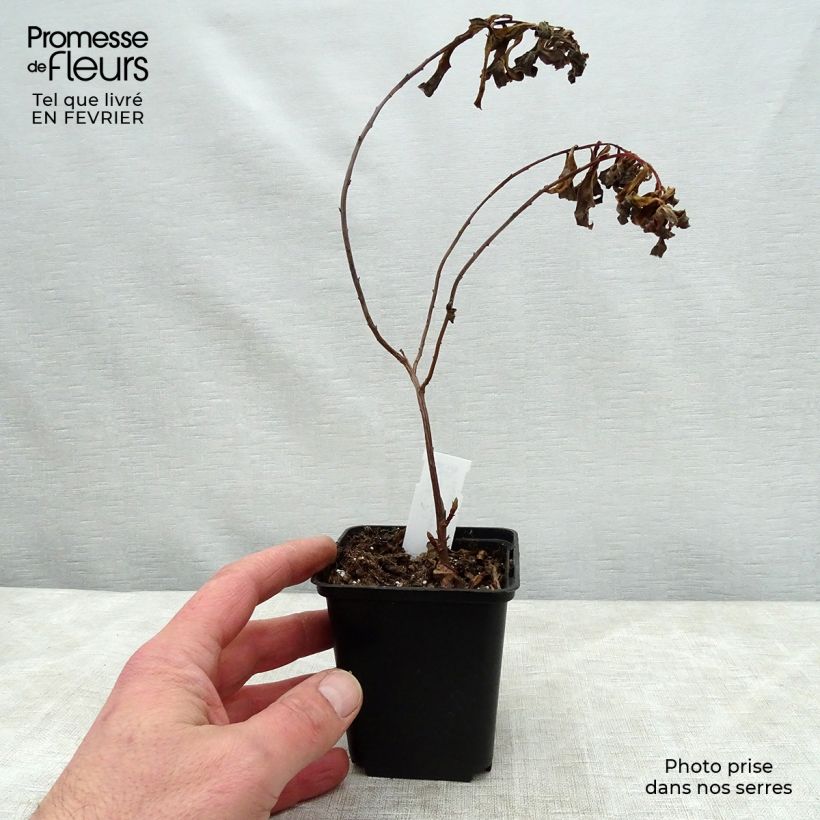Euphorbia cornigera Goldener Turm - Spurge 8/9 cm pot sample as delivered in winter