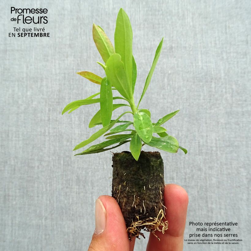 Euphorbia hybrida Medea - Spurge sample as delivered in autumn
