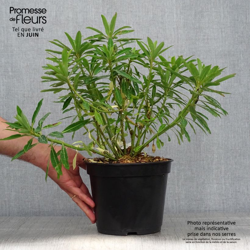 Euphorbia mellifera - Spurge 2L/3L pot sample as delivered in summer