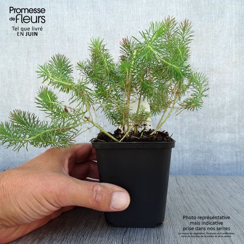 Euphorbia cyparissias Clarice Howard - Spurge 8/9 cm pot sample as delivered in summer
