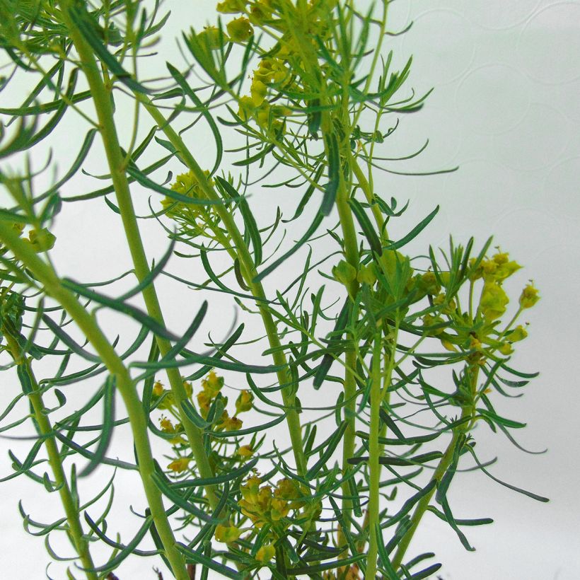 Euphorbia waldsteinii Betten - Spurge (Foliage)