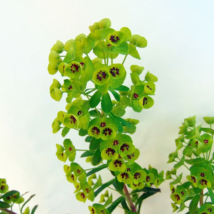 Euphorbia martinii - Spurge (Foliage)