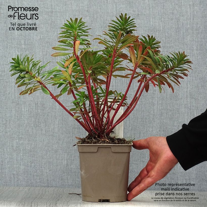 Euphorbia martinii - Spurge 2L/3L pot sample as delivered in autumn
