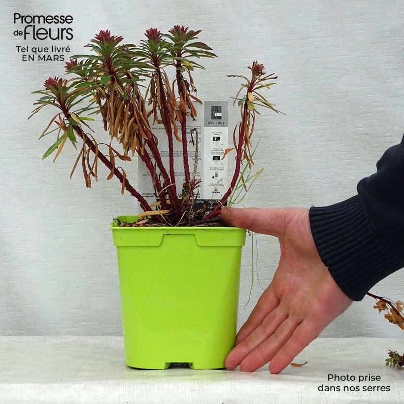 Euphorbia martinii - Spurge 2L/3L pot sample as delivered in spring