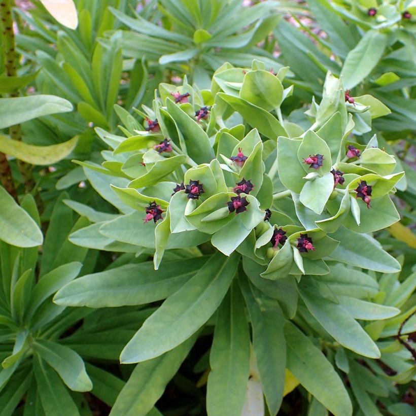 Euphorbia glauca - Spurge (Foliage)
