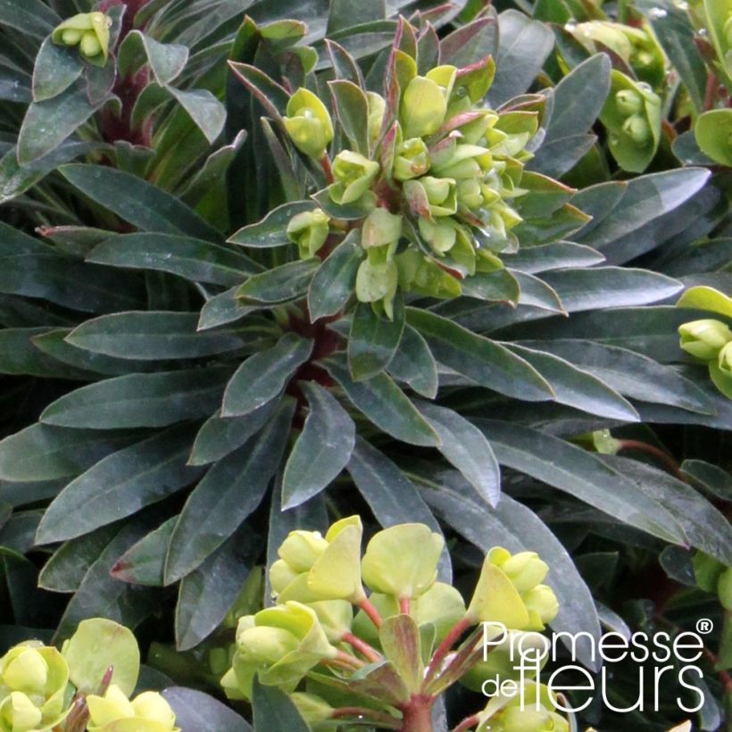 Euphorbia pseudovirgata Redwing Charam - Spurge (Foliage)
