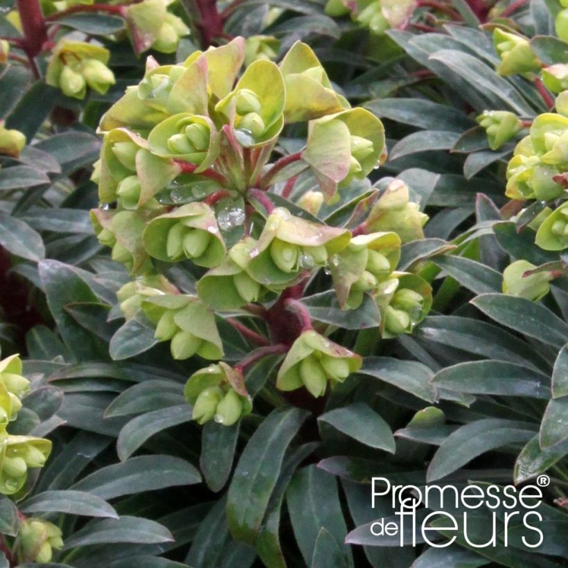 Euphorbia pseudovirgata Redwing Charam - Spurge (Flowering)