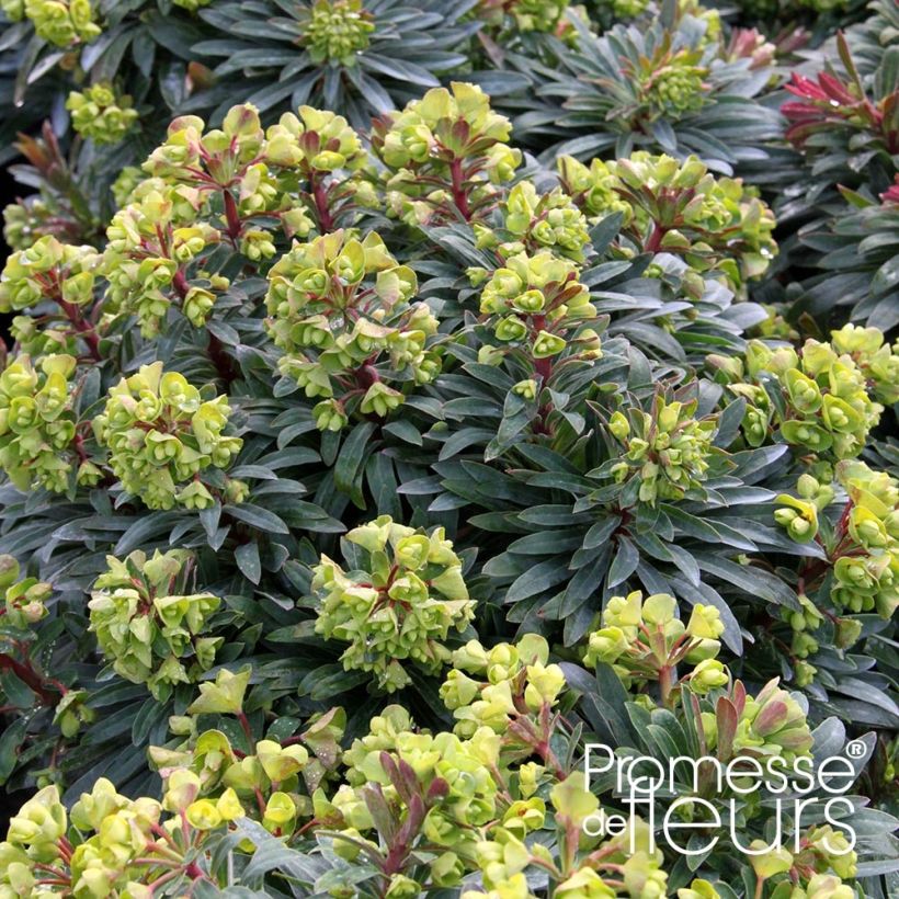 Euphorbia pseudovirgata Redwing Charam - Spurge (Plant habit)