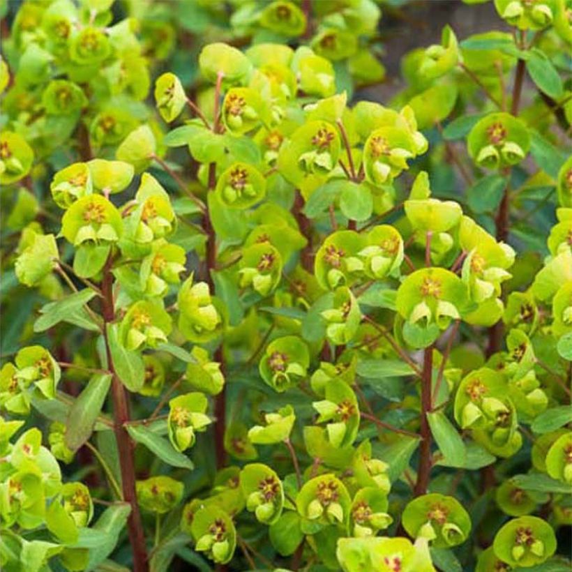 Euphorbia amygdaloides var. robbiae (x) martinii Whistleberry Garnet (Flowering)