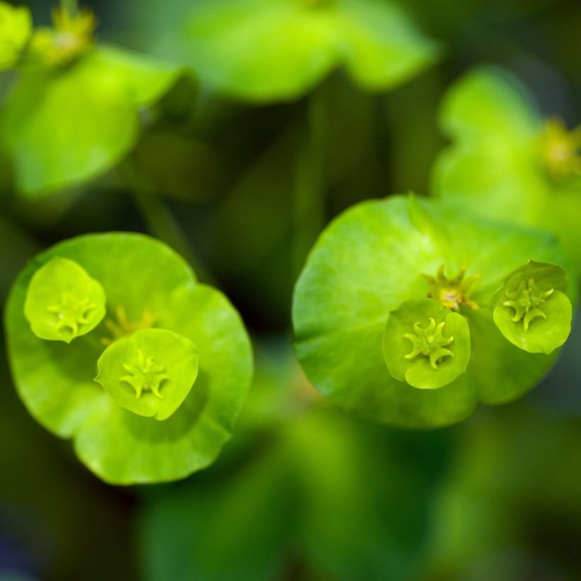 Euphorbia amygdaloïdes var. robbiae - Spurge (Flowering)