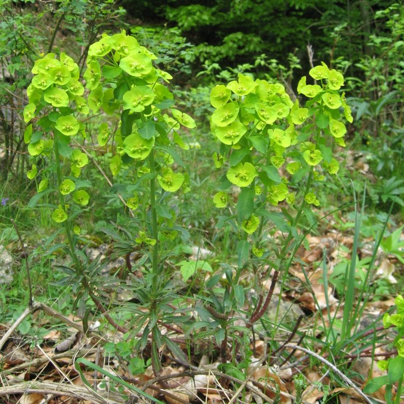 Euphorbia amygdaloïdes var. robbiae - Spurge (Plant habit)