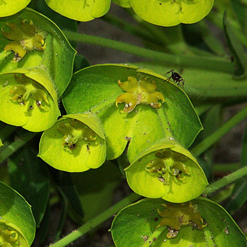 Euphorbia characias Blue Wonder - Spurge (Flowering)