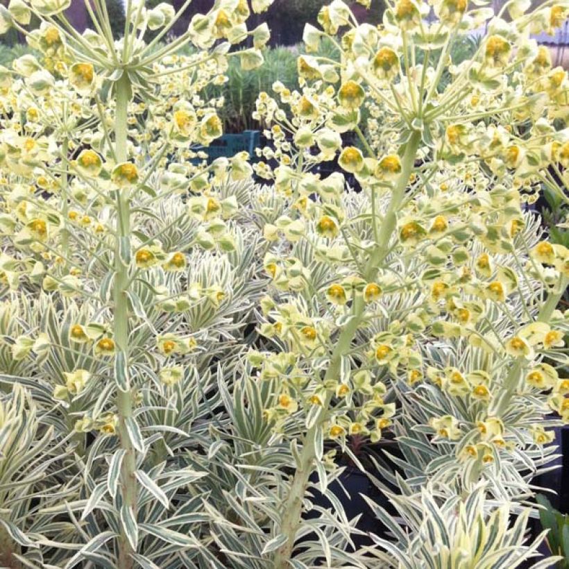 Euphorbia characias Emmer Green - Spurge (Plant habit)