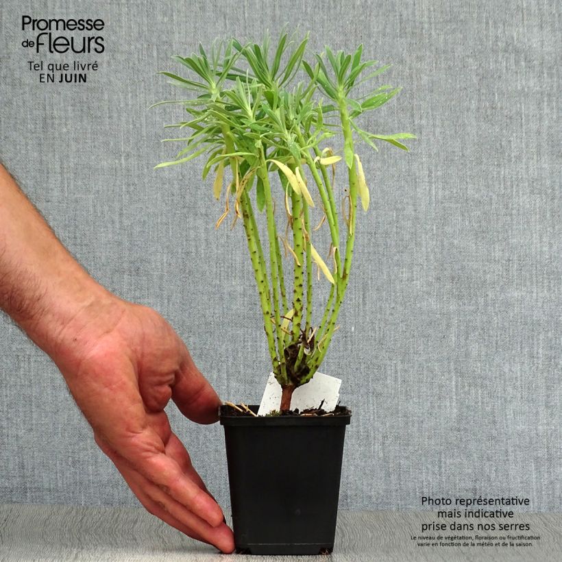 Euphorbia characias - Spurge 8/9 cm pot sample as delivered in summer