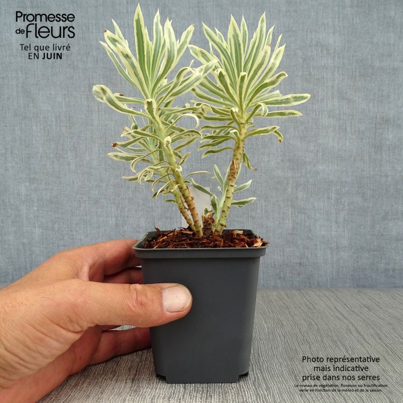 Euphorbia characias Tasmanian Tiger - Spurge 8/9 cm pot sample as delivered in summer