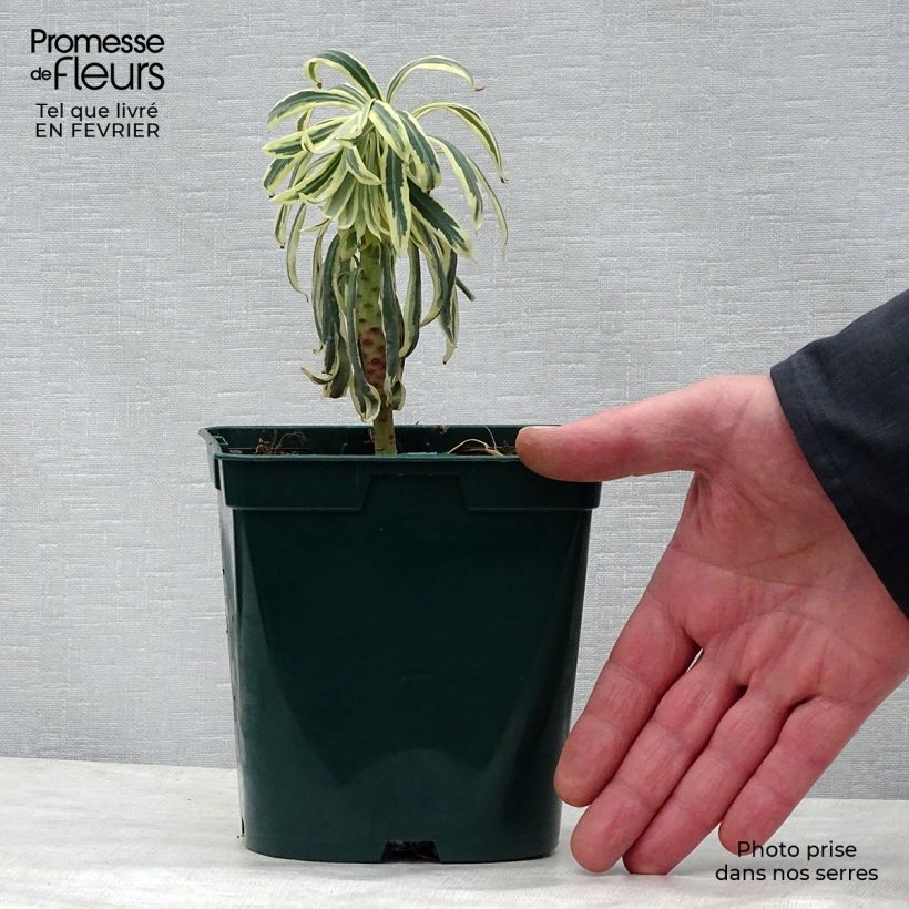 Euphorbia characias Tasmanian Tiger - Spurge 1.5L/2L pot sample as delivered in winter