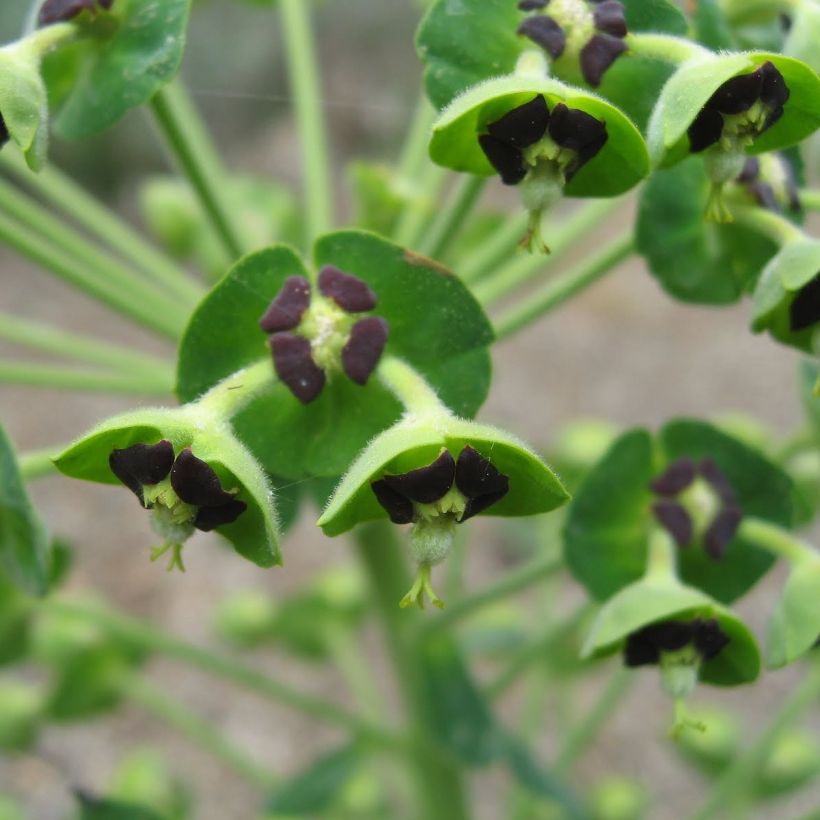 Euphorbia characias subsp. characias - Spurge (Flowering)