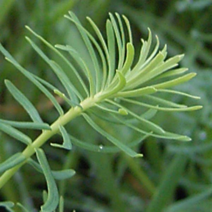 Euphorbia cyparissias - Spurge (Foliage)