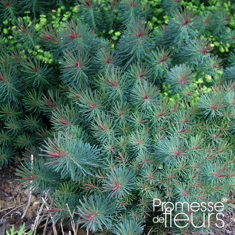 Euphorbia cyparissias Clarice Howard - Spurge (Foliage)